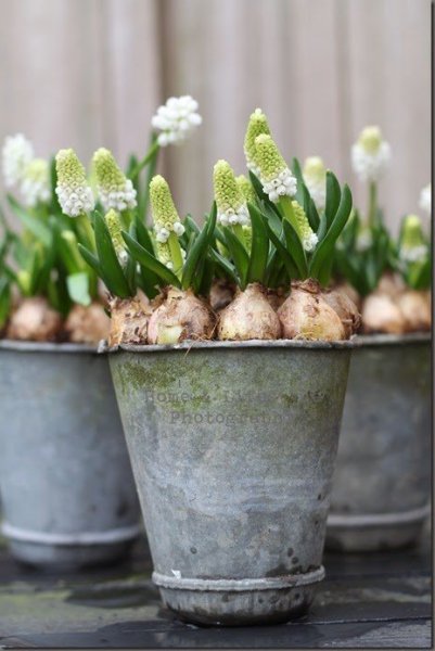 tumblr_njuaosHy931tucinho1_500